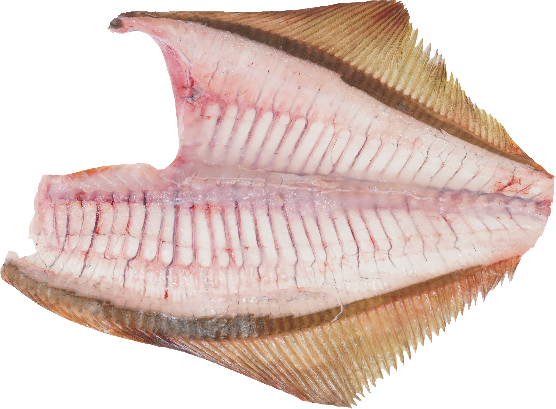 かれい｜商用可フリー画像・背景透過