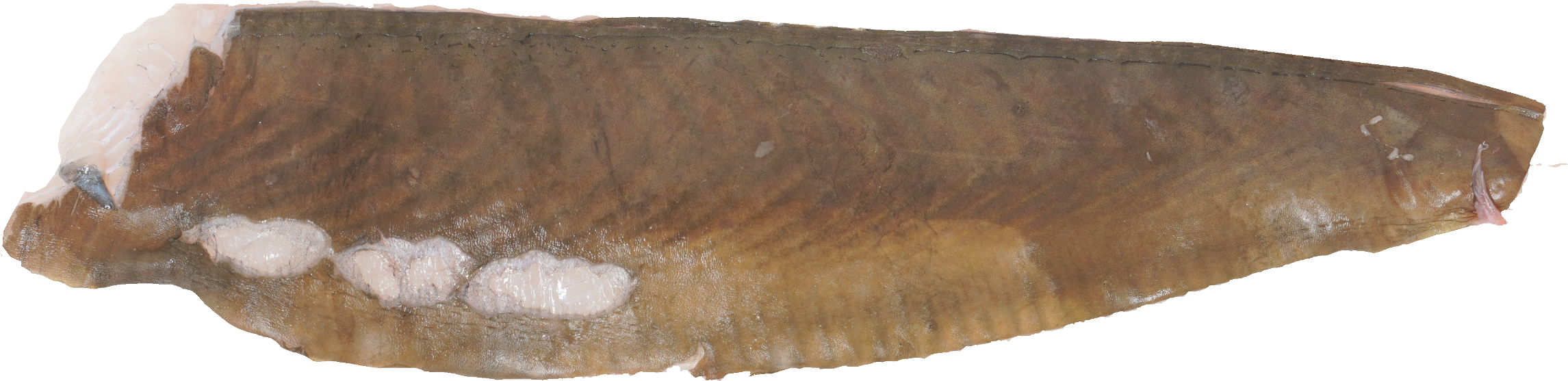 かれい｜商用可フリー画像・背景透過