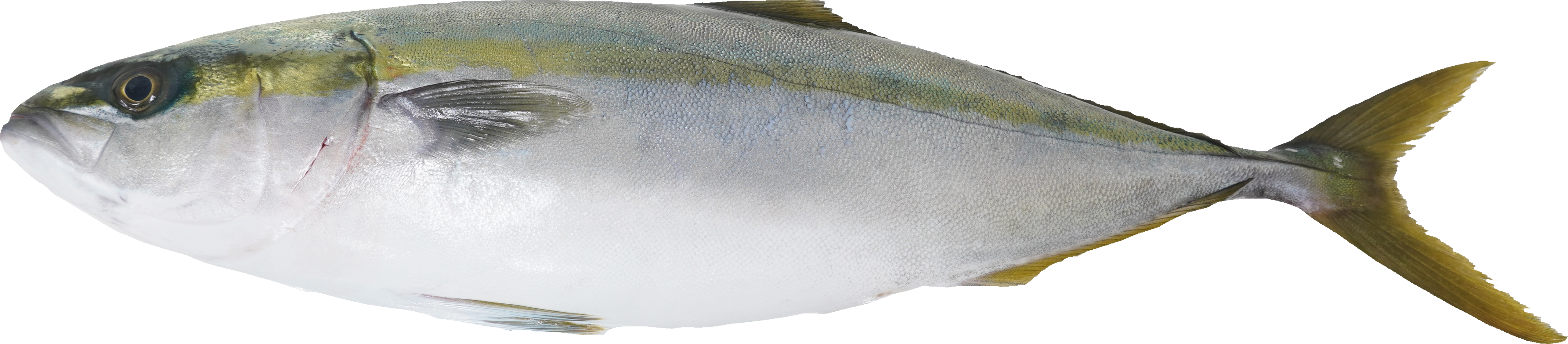 ぶり（つばす）｜商用可フリー画像・背景透過