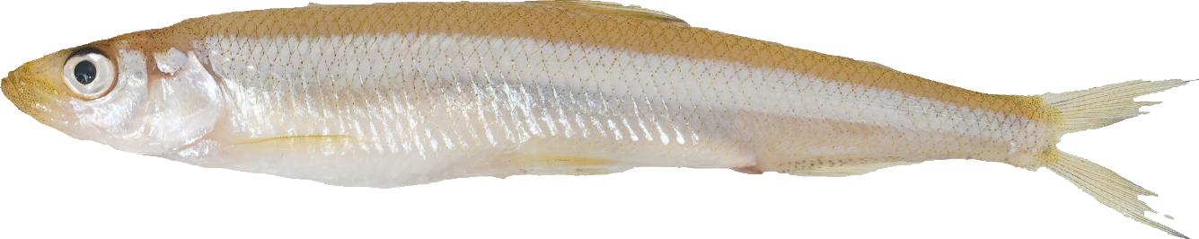 わかさぎ｜商用可フリー画像・背景透過