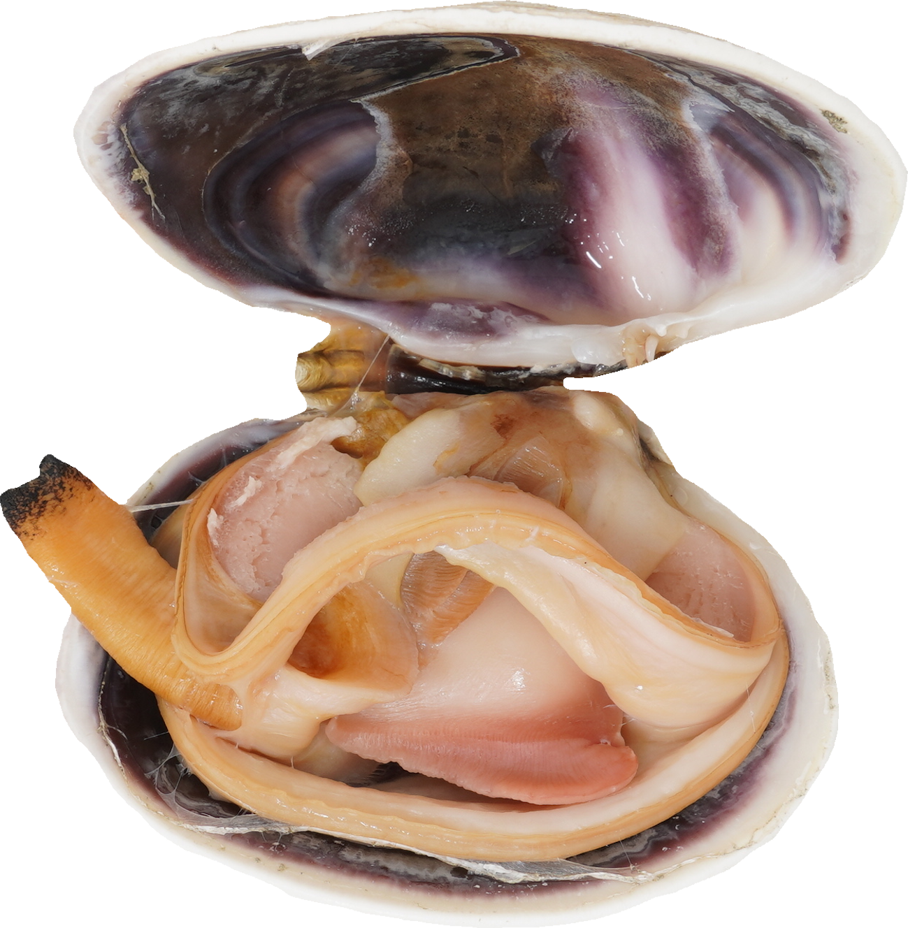 あさり（大）｜商用可フリー画像・背景透過