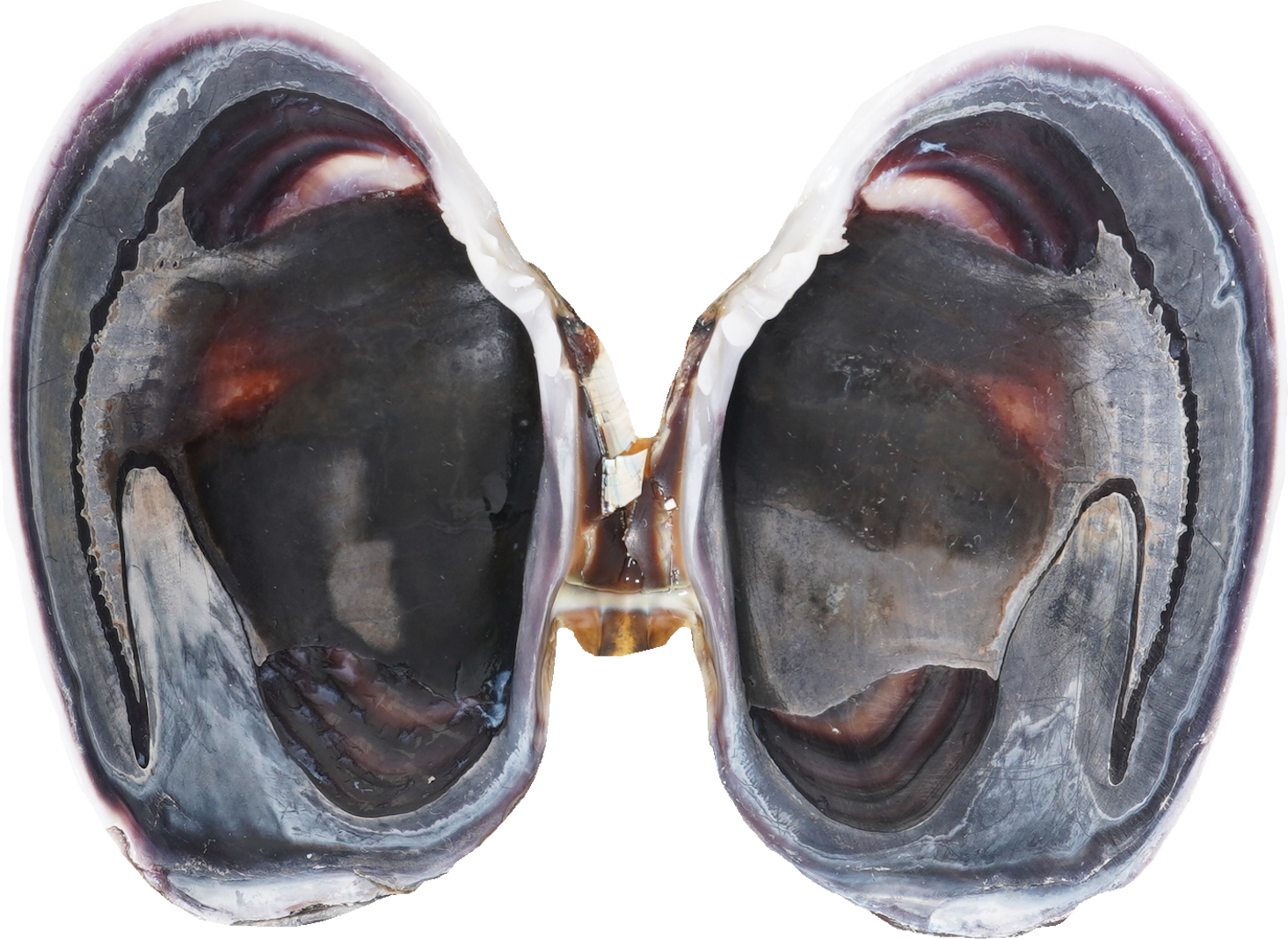 あさり（大）｜商用可フリー画像・背景透過