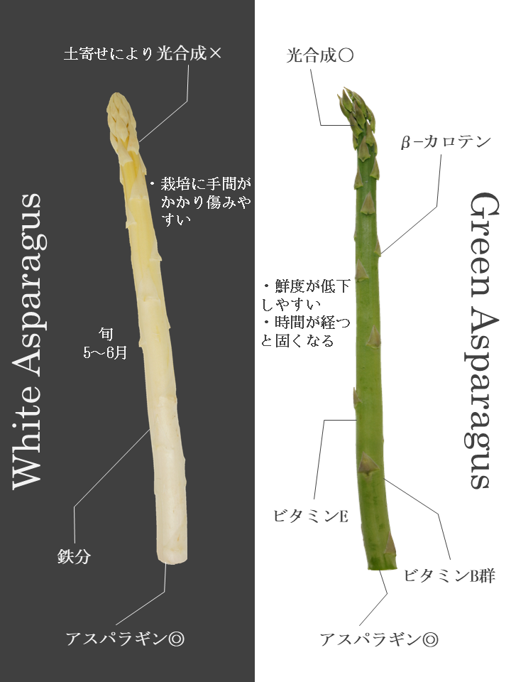 アスパラガスはグリーンとホワイトで栄養価が違う？！｜商用可フリー画像・背景透過