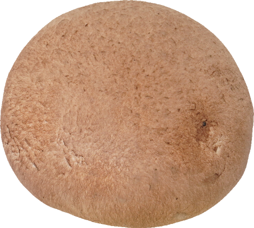 マッシュルーム（ブラウン）｜商用可フリー画像・背景透過