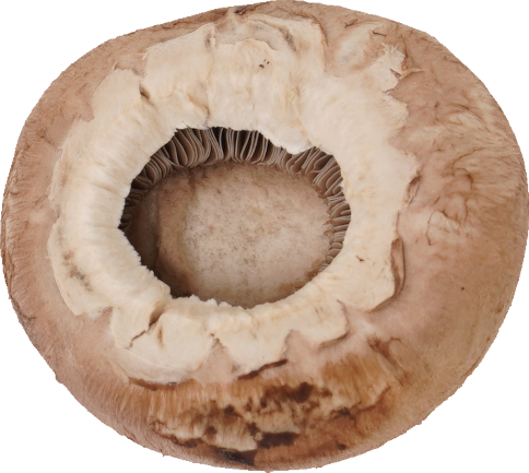 マッシュルーム（ブラウン）｜商用可フリー画像・背景透過