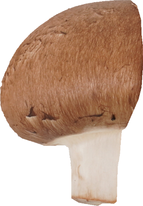 マッシュルーム（ブラウン）｜商用可フリー画像・背景透過