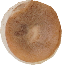 マッシュルーム（ブラウン）｜商用可フリー画像・背景透過