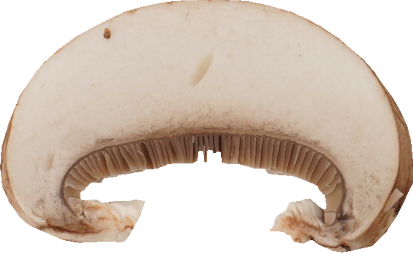 マッシュルーム（ブラウン）｜商用可フリー画像・背景透過