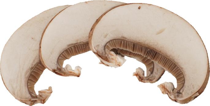 マッシュルーム（ブラウン）｜商用可フリー画像・背景透過