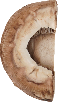 マッシュルーム（ブラウン）｜商用可フリー画像・背景透過