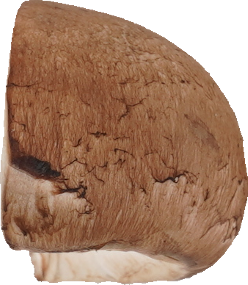 マッシュルーム（ブラウン）｜商用可フリー画像・背景透過