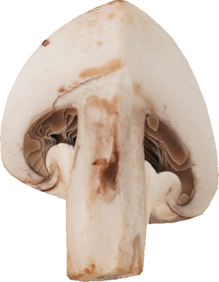 マッシュルーム（ブラウン）｜商用可フリー画像・背景透過