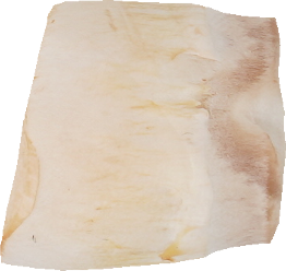 マッシュルーム（ホワイト）｜商用可フリー画像・背景透過