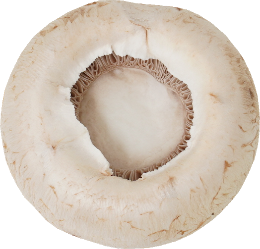 マッシュルーム（ホワイト）｜商用可フリー画像・背景透過