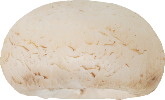 マッシュルーム（ホワイト）｜商用可フリー画像・背景透過