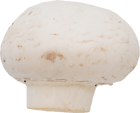 マッシュルーム（ホワイト）｜商用可フリー画像・背景透過