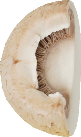 マッシュルーム（ホワイト）｜商用可フリー画像・背景透過