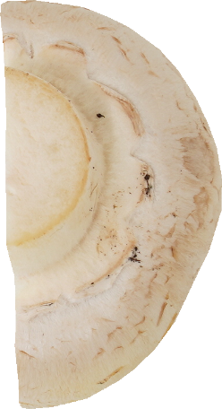 マッシュルーム（ホワイト）｜商用可フリー画像・背景透過