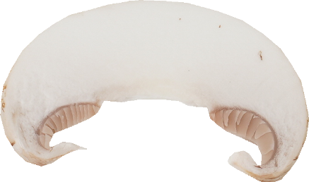 マッシュルーム（ホワイト）｜商用可フリー画像・背景透過
