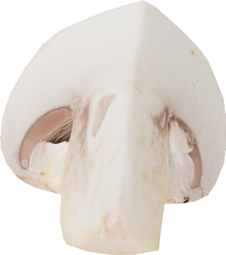 マッシュルーム（ホワイト）｜商用可フリー画像・背景透過