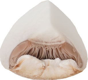 マッシュルーム（ホワイト）｜商用可フリー画像・背景透過