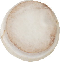 マッシュルーム（ホワイト）｜商用可フリー画像・背景透過