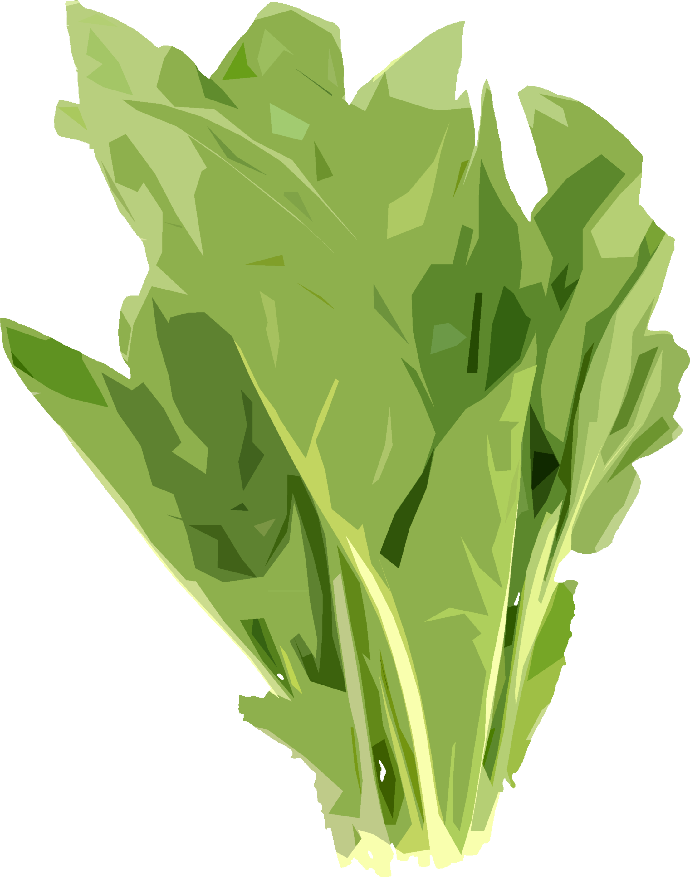 ほうれんそうのイラスト｜商用可フリー画像・背景透過