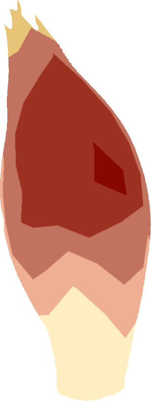 みょうがのイラスト｜商用可フリー画像・背景透過