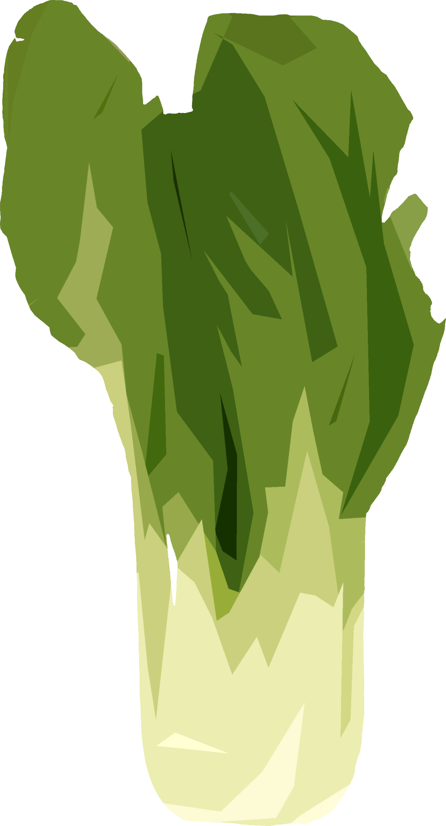 ちんげんさいのイラスト｜商用可フリー画像・背景透過