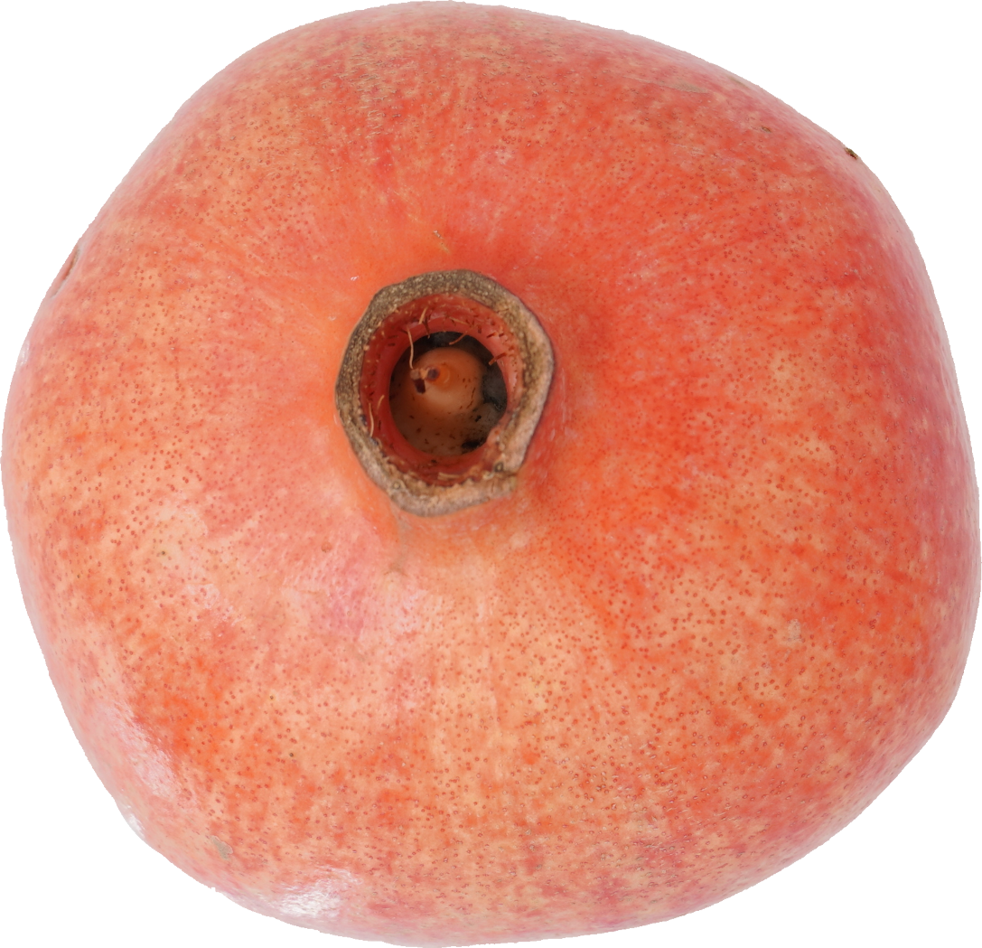 ざくろ｜商用可フリー画像・背景透過