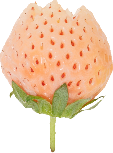 いちご｜商用可フリー画像・背景透過