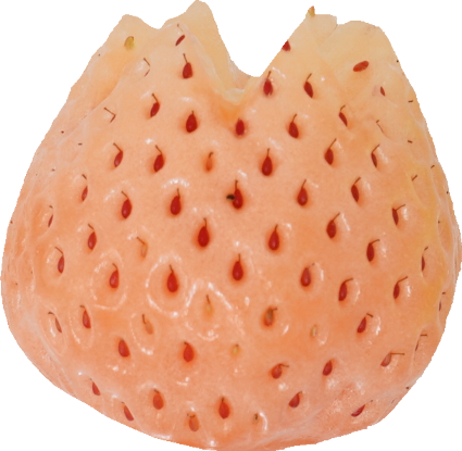 いちご｜商用可フリー画像・背景透過