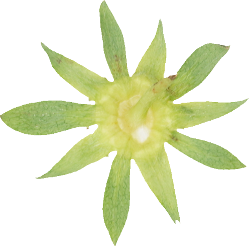 いちご｜商用可フリー画像・背景透過