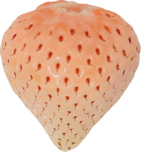 いちご｜商用可フリー画像・背景透過