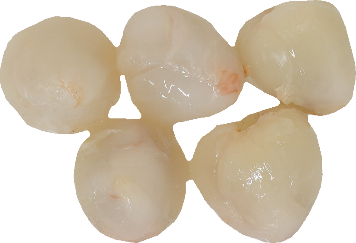ライチ｜商用可フリー画像・背景透過