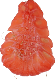 ラズベリー｜商用可フリー画像・背景透過