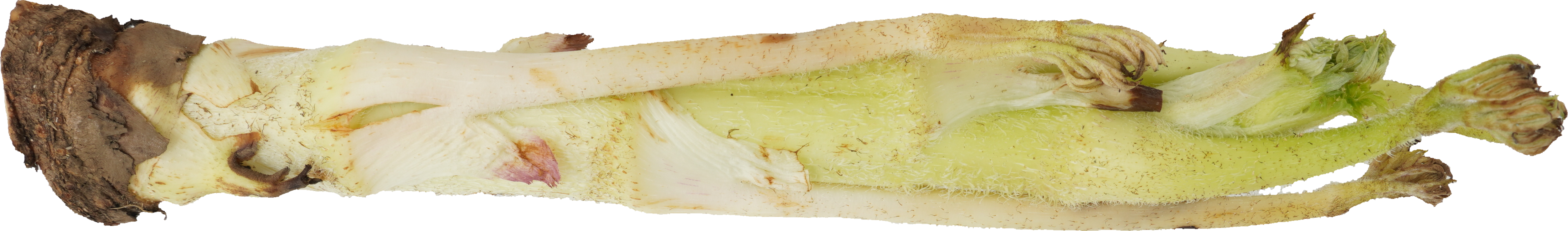 うど｜商用可フリー画像・背景透過