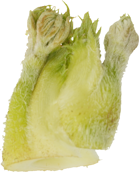 うど｜商用可フリー画像・背景透過