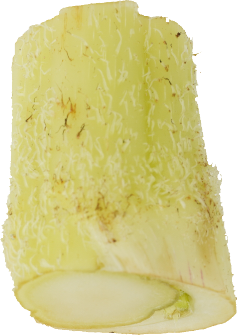 うど｜商用可フリー画像・背景透過