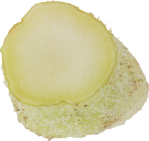 うど｜商用可フリー画像・背景透過