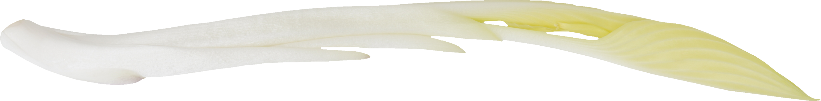 うるい｜商用可フリー画像・背景透過