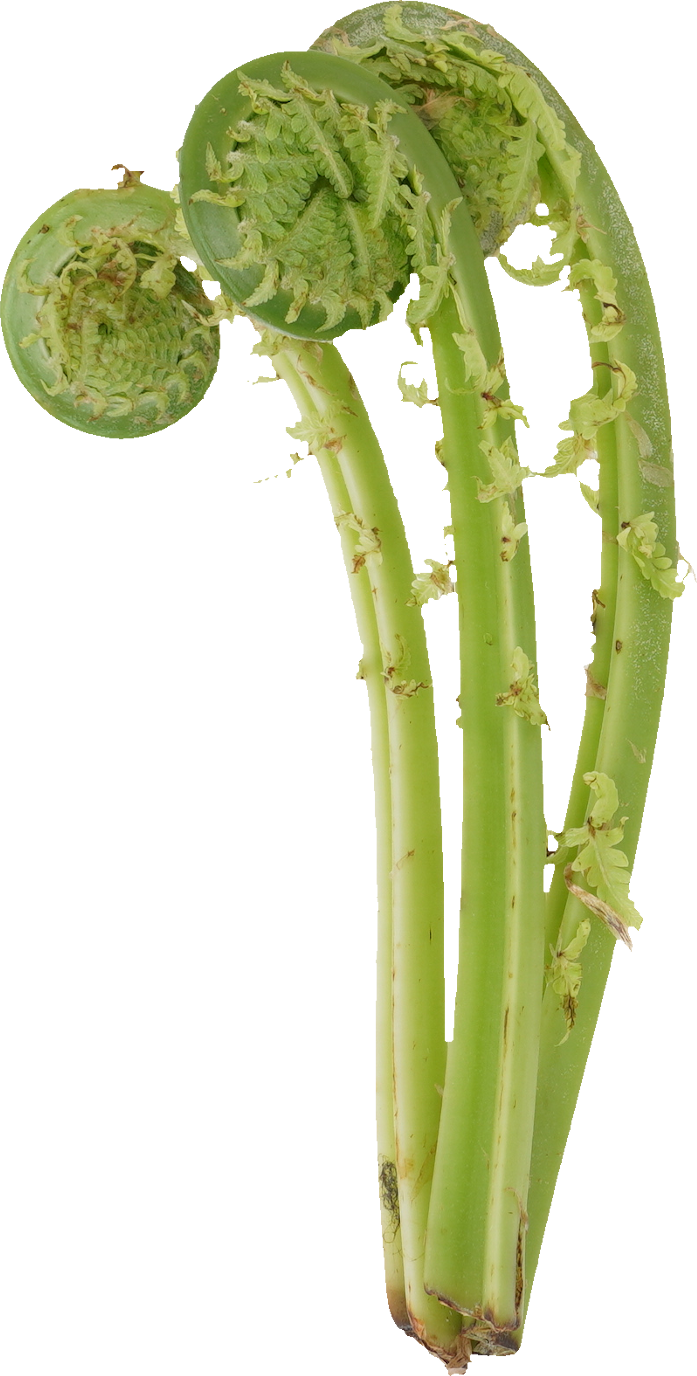 こごみ｜商用可フリー画像・背景透過