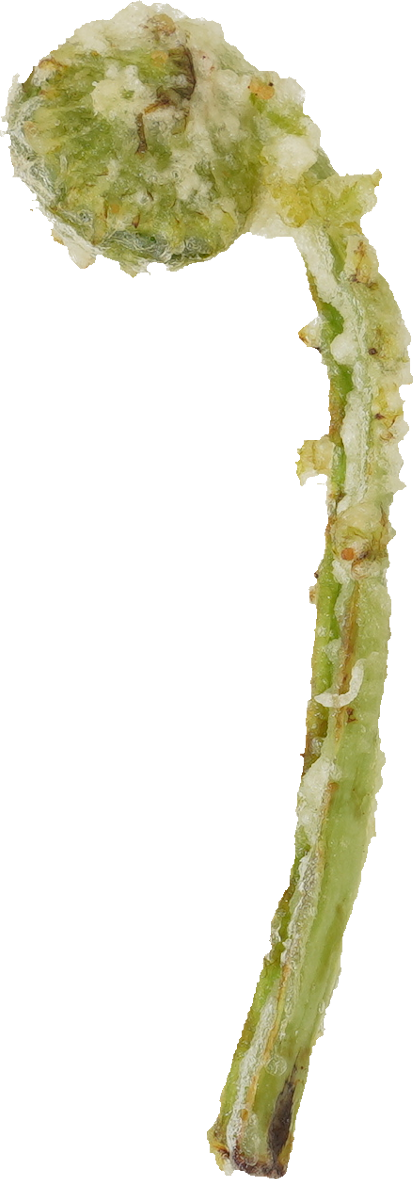 こごみ（天ぷら）｜商用可フリー画像・背景透過