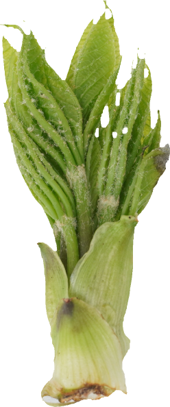 こしあぶら｜商用可フリー画像・背景透過