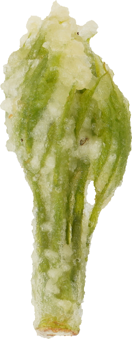 こしあぶら（天ぷら）｜商用可フリー画像・背景透過