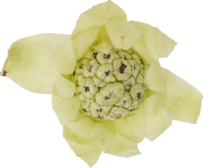 ふきのとう｜商用可フリー画像・背景透過