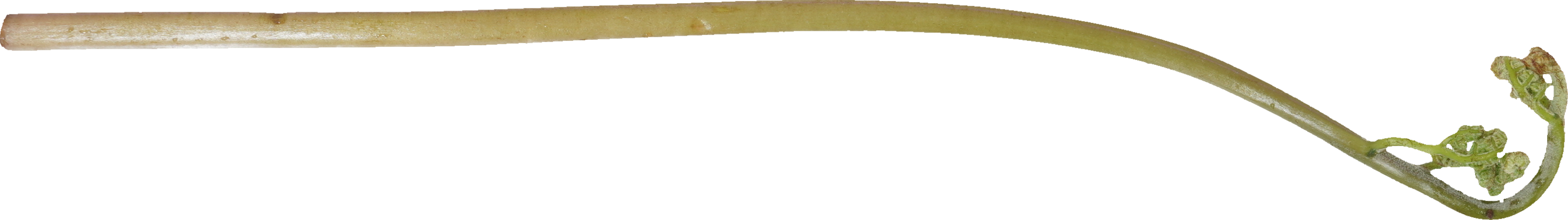 わらび｜商用可フリー画像・背景透過