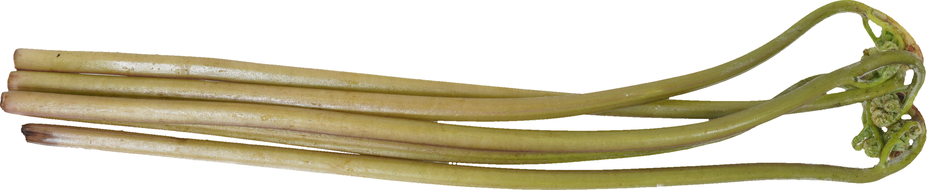 わらび｜商用可フリー画像・背景透過