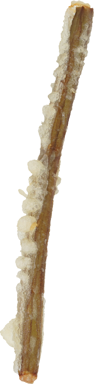 わらび（天ぷら）｜商用可フリー画像・背景透過