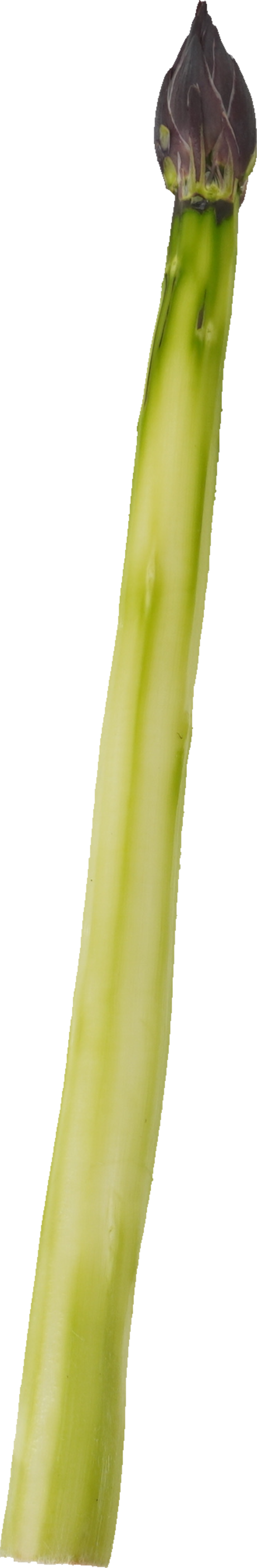 アスパラガス（紫）｜商用可フリー画像・背景透過